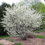 Saskatoon Serviceberry (Amelanchier Alnifolia) 15 seeds