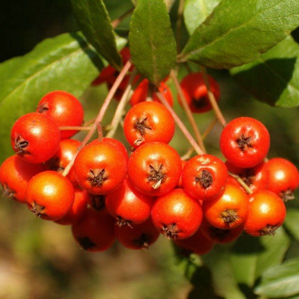 Buy Scarlet Firethorn (Pyracantha Coccinea) 25+ seeds online :: Seeds ...