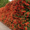 Scarlet Firethorn (Pyracantha Coccinea) 25 seeds