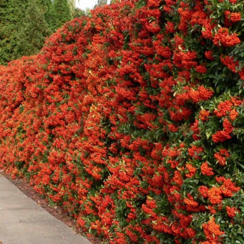 Scarlet Firethorn (Pyracantha Coccinea) 50 seeds