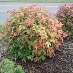 Scented Bamboo (Nandina Domestica) 20 seeds