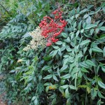 Scented Bamboo (Nandina Domestica) 20 seeds