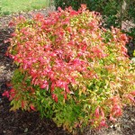 Scented Bamboo (Nandina Domestica) 20 seeds