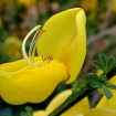 Scotch Broom (Cytisus Scoparius) 20 seeds