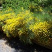 Scotch Broom (Cytisus Scoparius) 10 seeds