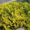 Scotch Broom (Cytisus Scoparius) 40 seeds