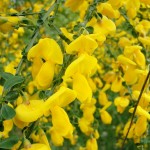 Scotch Broom (Cytisus Scoparius) 40 seeds