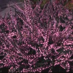 Scot's Heather (Calluna Vulgaris) 100 seeds