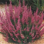 Scot's Heather (Calluna Vulgaris) 200 seeds