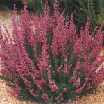 Scot's Heather (Calluna Vulgaris) 50 seeds