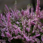 Scot's Heather (Calluna Vulgaris) 1000 seeds