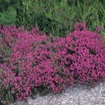 Scot's Heather (Calluna Vulgaris) 1000 seeds