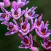 Scot's Heather (Calluna Vulgaris) 200 seeds