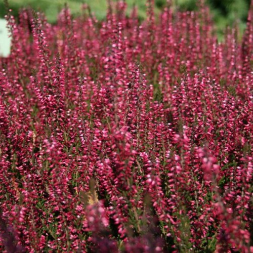 Scot's Heather (Calluna Vulgaris) 200 seeds