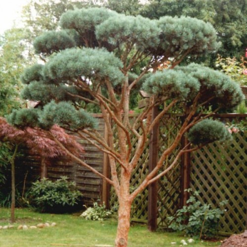 Scots Pine Austrian (Pinus Sylvestris) 30 seeds