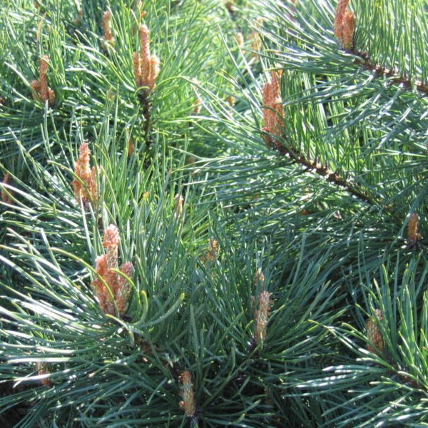 SEEDS 30 SCOTS PINE AUSTRIAN Pinus Sylvestris 