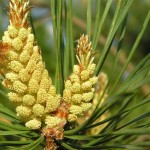 Scots Pine Austrian (Pinus Sylvestris) 10 seeds