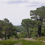 Scots Pine Austrian (Pinus Sylvestris) 20 seeds