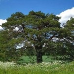 Scots Pine Austrian (Pinus Sylvestris) 10 seeds