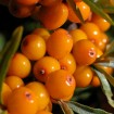 Sea Buckthorn (Hippophae Rhamnoides) 10 seeds