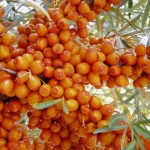 Sea Buckthorn (Hippophae Rhamnoides) 100 seeds