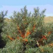 Sea Buckthorn (Hippophae Rhamnoides) 50 seeds