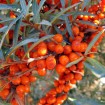 Sea Buckthorn (Hippophae Rhamnoides) 200 seeds