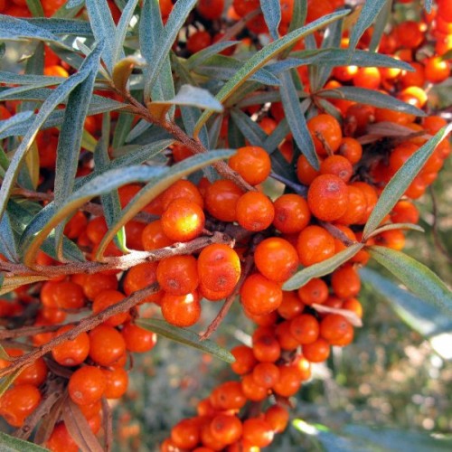 Sea Buckthorn (Hippophae Rhamnoides) 100 seeds