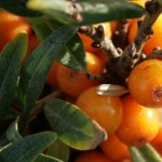 Sea Buckthorn (Hippophae Rhamnoides) 10 seeds