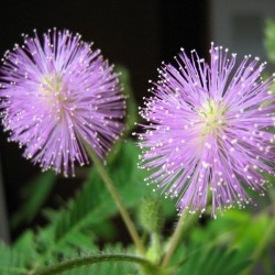 Sensitive Plant (Mimosa Pudica) 10 seeds