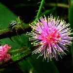 Sensitive Plant (Mimosa Pudica) 20 seeds