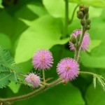Sensitive Plant (Mimosa Pudica) 10 seeds