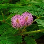 Sensitive Plant (Mimosa Pudica) 80 seeds