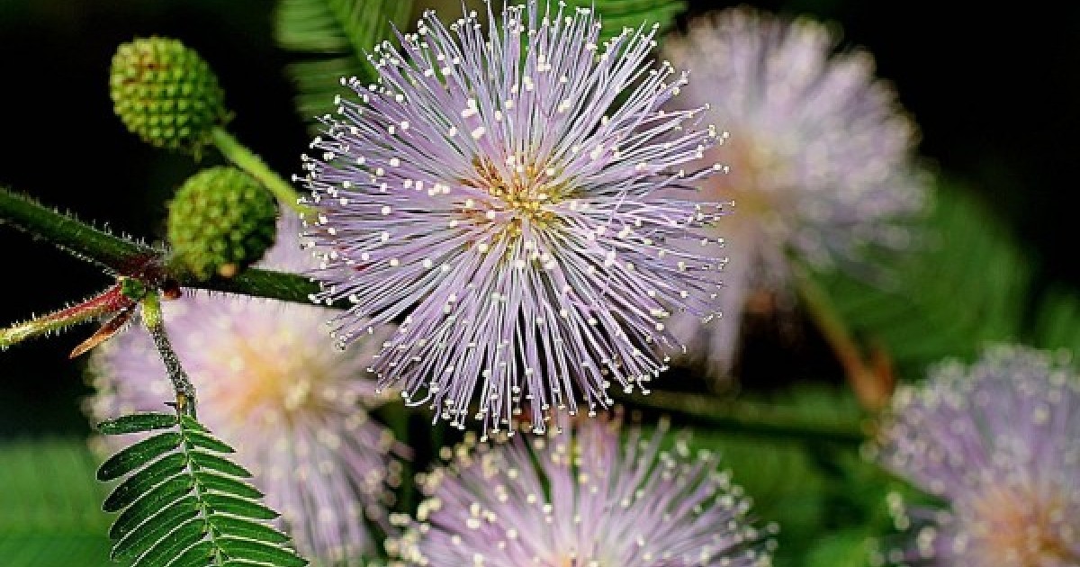 Plante sensitive semillas seeds  50 graines de Mimosa pudica 