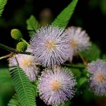 Sensitive Plant (Mimosa Pudica) 80 seeds