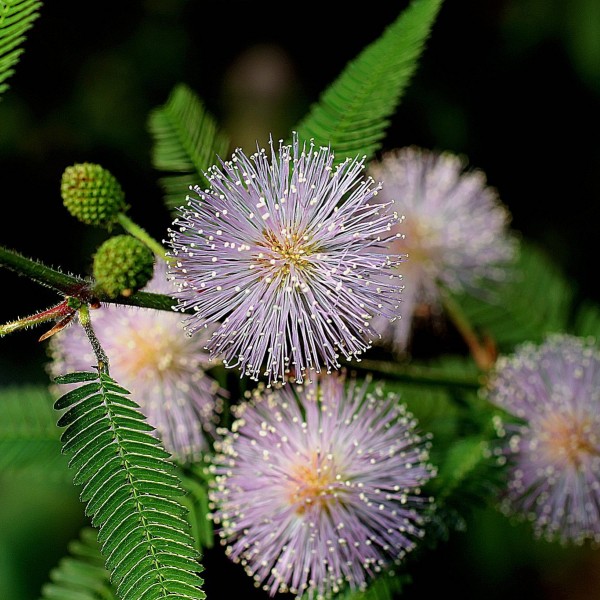 SAFLAX Sensitive Plant Mimosa pudica 70 seeds