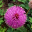 Sensitive Plant (Mimosa Pudica) 80 seeds