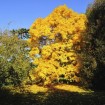 Shagbark Hickory (Carya Ovata) 1 seeds