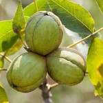 Shagbark Hickory (Carya Ovata) 1 seeds