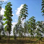 Shantong Hybrid (Paulownia Shan Tong) 500 seeds