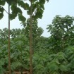 Shantong Hybrid (Paulownia Shan Tong) 1000 seeds