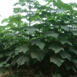 Shantong Hybrid (Paulownia Shan Tong) 200 seeds