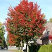 Shantung Maple (Acer Truncatum) 5 seeds