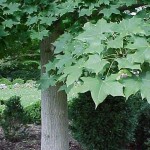 Shantung Maple (Acer Truncatum) 5 seeds