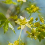 Shantung Maple (Acer Truncatum) 5 seeds