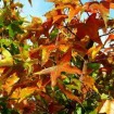 Shantung Maple (Acer Truncatum) 5 seeds