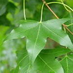 Shantung Maple (Acer Truncatum) 20 seeds