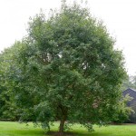Shantung Maple (Acer Truncatum) 20 seeds