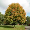 Shantung Maple (Acer Truncatum) 10 seeds