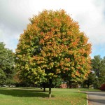 Shantung Maple (Acer Truncatum) 20 seeds